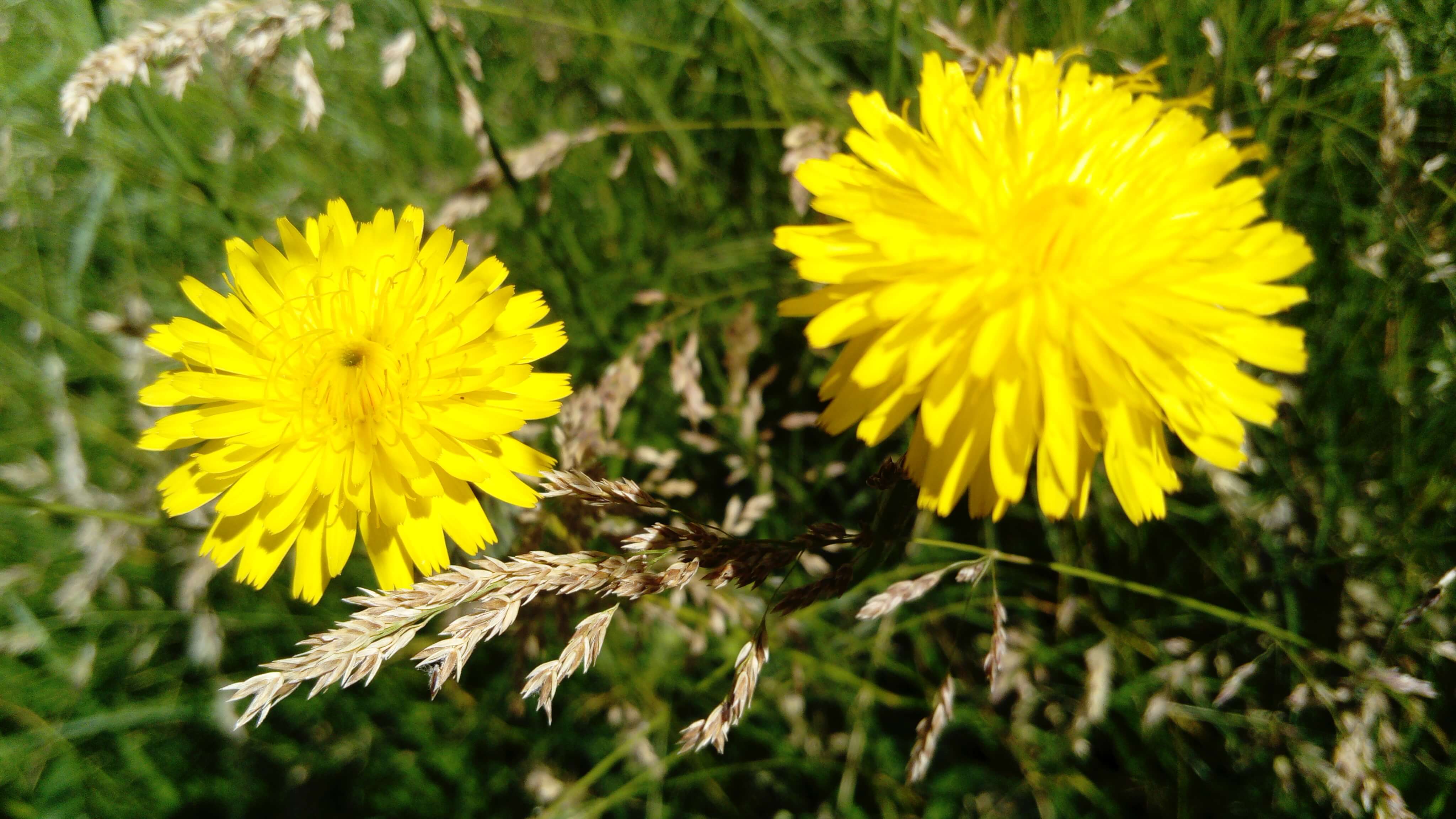 2 fleurs jaunes